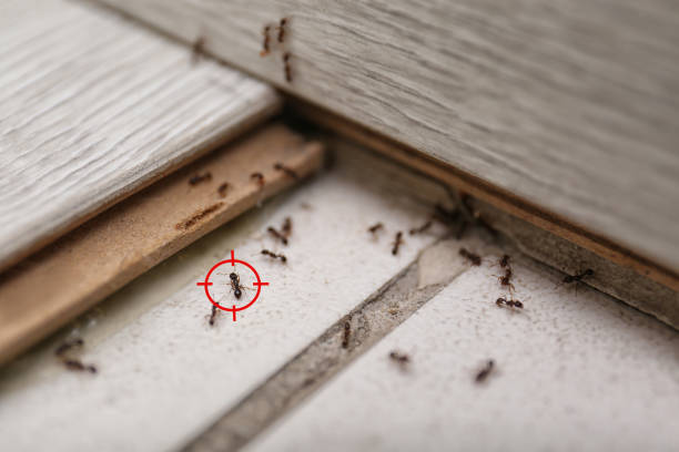 Reliable Chanute, KS Pest Control Solutions